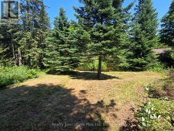 Backyard - 