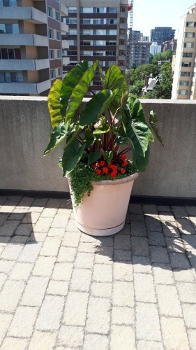 Patio - 505-3455 Rue Drummond, Montréal (Ville-Marie), QC 