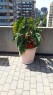 Patio - 505-3455 Rue Drummond, Montréal (Ville-Marie), QC 