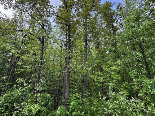 Pcl 11483 Budreau Rd, Rainy River, ON 