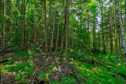 Terre/Terrain - Ch. Du Lac-Rochemaure, Saint-Donat, QC 