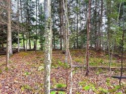 Terre à bois - 