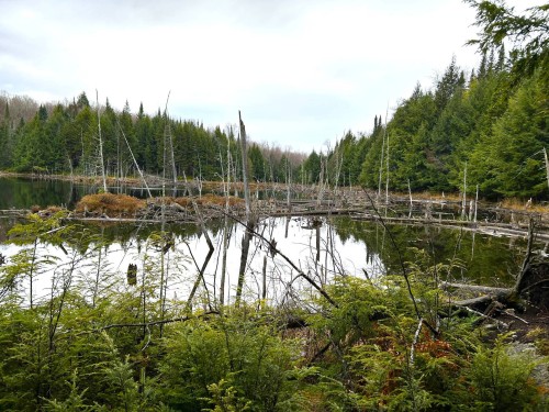 Bord de l'eau - 8 Ch. Thomson O., Arundel, QC 