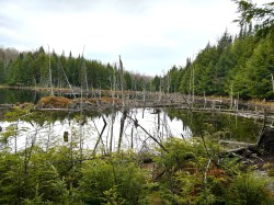 Bord de l'eau - 