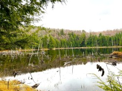 Bord de l'eau - 