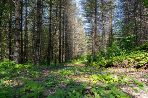 Lot - Route 311 N., Lac-Des-Écorces, QC 