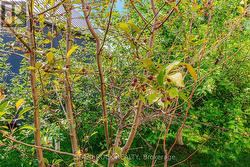 Yellow plum tree matures in mid-July - 
