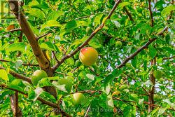 Close up of fruit on yellow plum tree - 