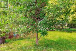 Pinnacle white oak tree towards rear yard - 