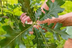 Close up of oak tree acorn/leaf matures mid-August - 