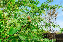 Honey Crisp apple-Profusion crab apple to right - 