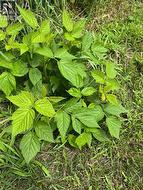Raspberry Bush - 