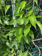 Kiwi vine - 