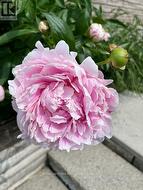 PEONIES... - 