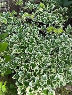 EUONYMUS - 