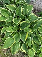 HOSTAS... - 