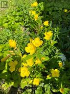 PRIMROSE - 