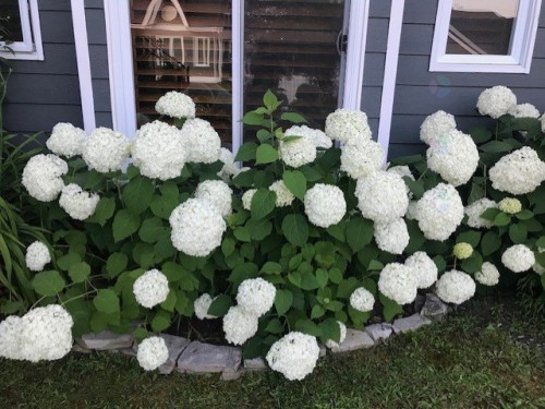 Jardin - 1-512 Ch. De Bondville, Lac-Brome, QC - Outdoor