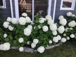 Jardin - 