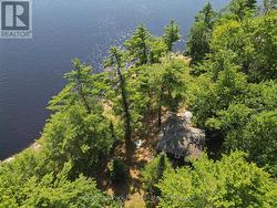 Towering white pines dot the property - 