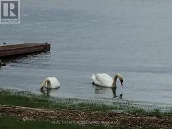 Waterfront parkette - 