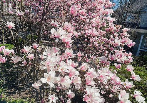 Magnolia Flower Tree - 2319 Wildwood Crescent, Pickering, ON - Outdoor