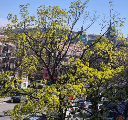 Vue - 1871 Boul. St-Joseph E., Montréal (Le Plateau-Mont-Royal), QC - Outdoor With View