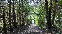 Path to beach - 