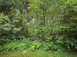 Wooded area - 