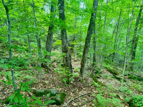 Terre/Terrain - Ch. Du Val-Des-Monts, Saint-Adolphe-D'Howard, QC 