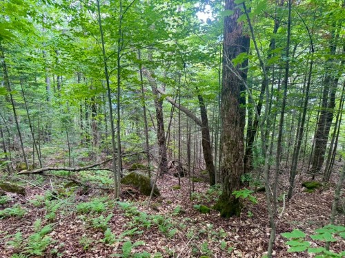 Terre/Terrain - Ch. Du Val-Des-Monts, Saint-Adolphe-D'Howard, QC 