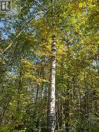 Massive poplars near trail to east rock face - 