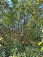 Looking up ridge on west side - 
