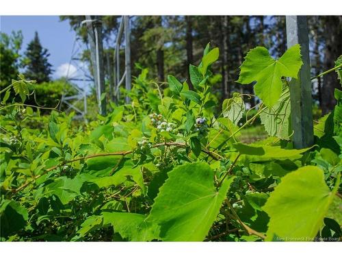 531 Back Rd, Penobsquis, NB 