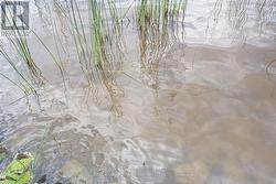 Shoreline - 