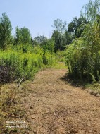 Garden - 