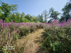 Garden - 