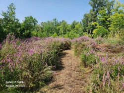 Garden - 