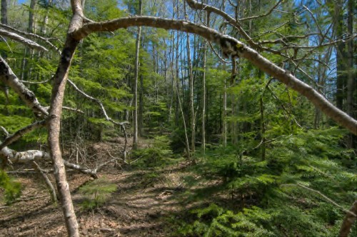 Boisé - Rue Day, Paspébiac, QC 