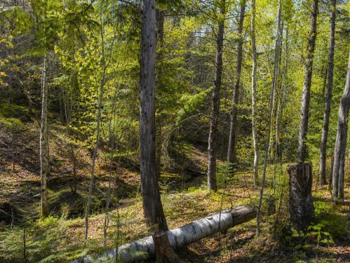 Boisé - Rue Day, Paspébiac, QC 
