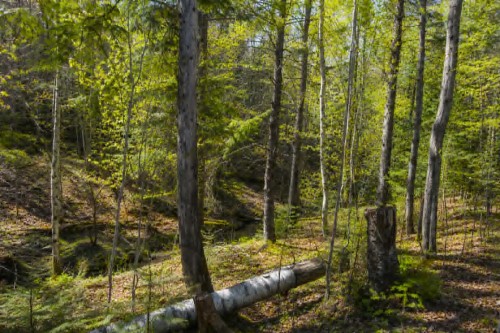 Boisé - Rue Day, Paspébiac, QC 