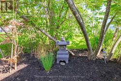 Japanese Maple Garden - 