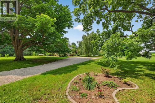 Giant mature trees - 34630 Second Line, Southwold, ON - Outdoor