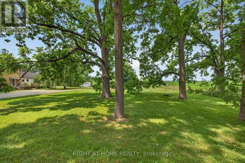 More gorgeous trees - 34630 Second Line, Southwold, ON - Outdoor