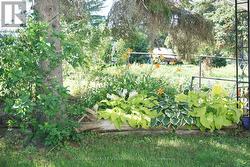Perennials - 