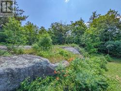 Adventure awaits in this forest of fun! - 