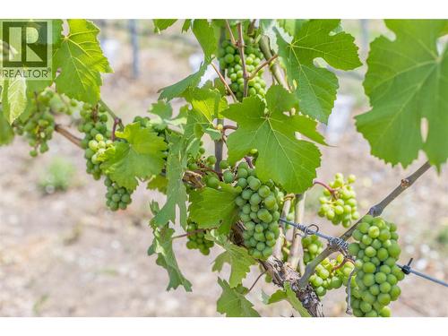 9 acres planted with top-tier grape varieties - 9269 Highway 6, Coldstream, BC 