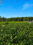 168 Hodgewater Line South River, NL A0A 3W0
