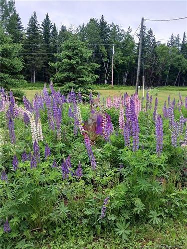 1496 Route 390, Gladwyn, NB 