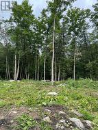 378 STATION ROAD  Marmora And Lake (Marmora Ward), ON K0K 2M0